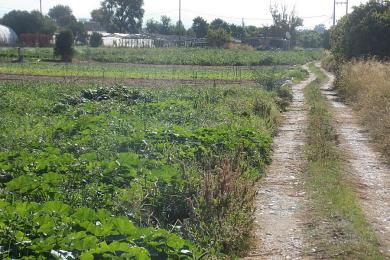 Agricultural Land Plot Sale - MARATHONAS, ATTICA