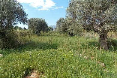 Agricultural Land Plot Sale - MARATHONAS, ATTICA