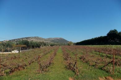 Agricultural Land Plot Sale - KATO SOULI, ATTICA