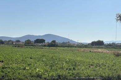 MARATHONAS, Agricultural Land Plot, Sale, 23500 sq.m